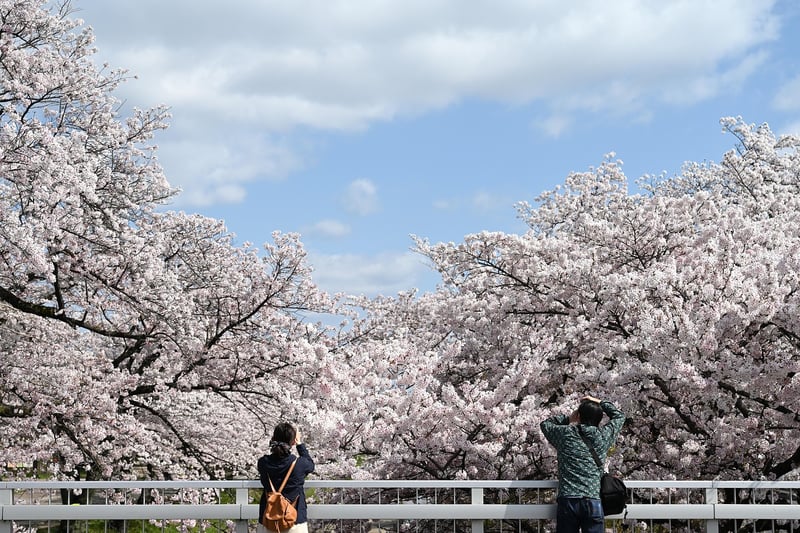 Branch and Blossom Delight