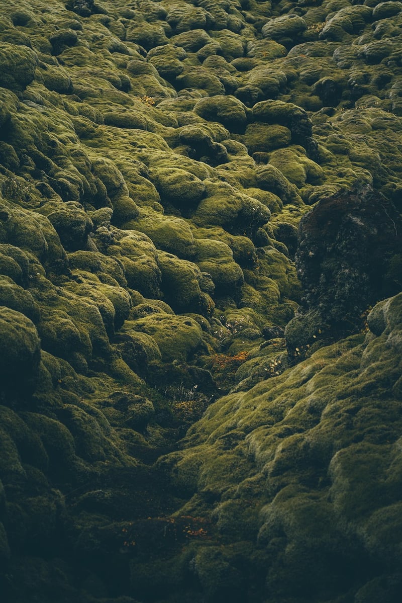 Mossy Wonderland